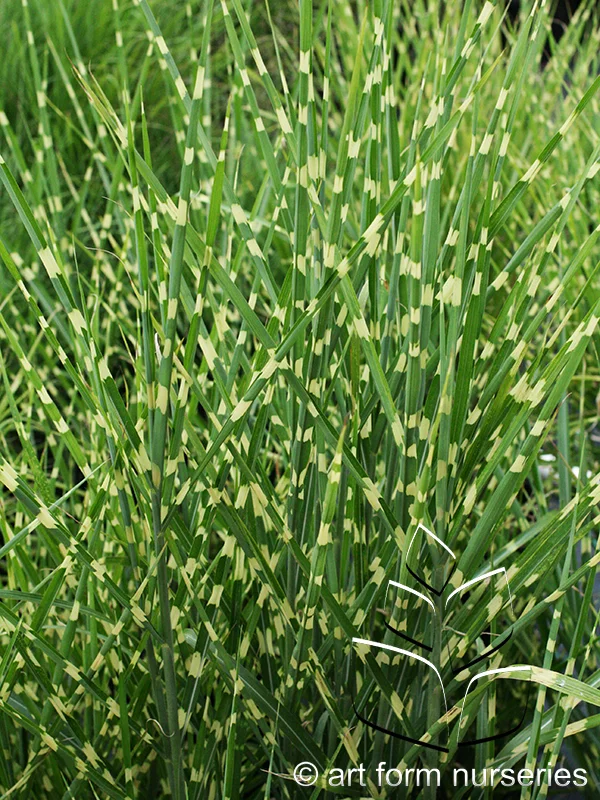 Miscanthus sinensis 'Strictus'