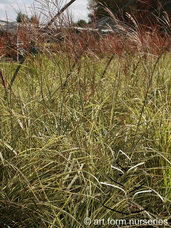 Miscanthus sinensis 'Variegatus'