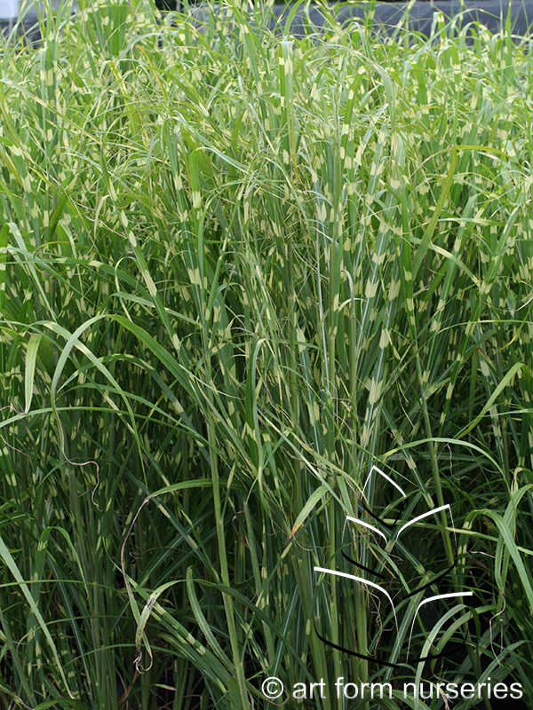 Miscanthus sinensis 'Zebrinus'