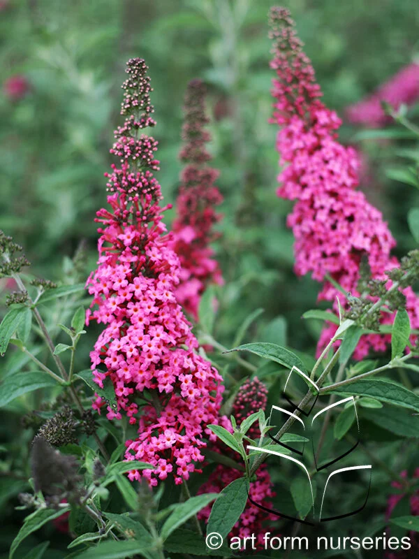 Buddleia 'Prince Charming'