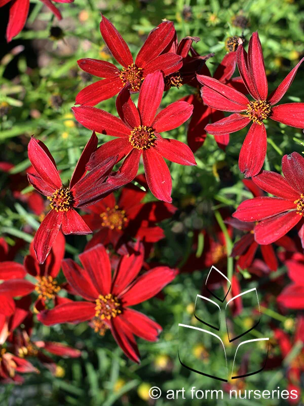 Coreopsis verticillata Sizzle &amp; Spice 'Hot Paprika'