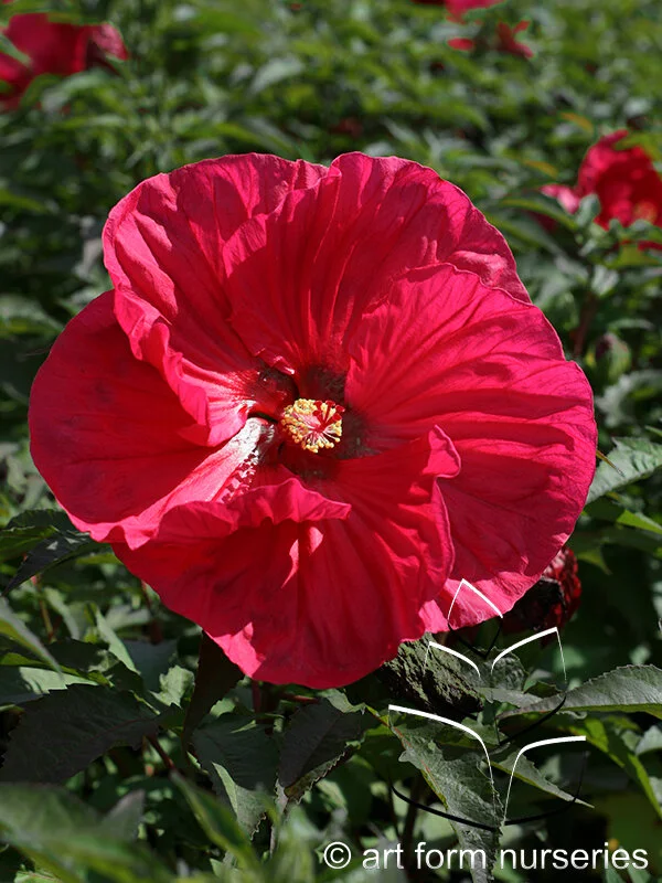 Hibiscus 'Summer in Paradise'
