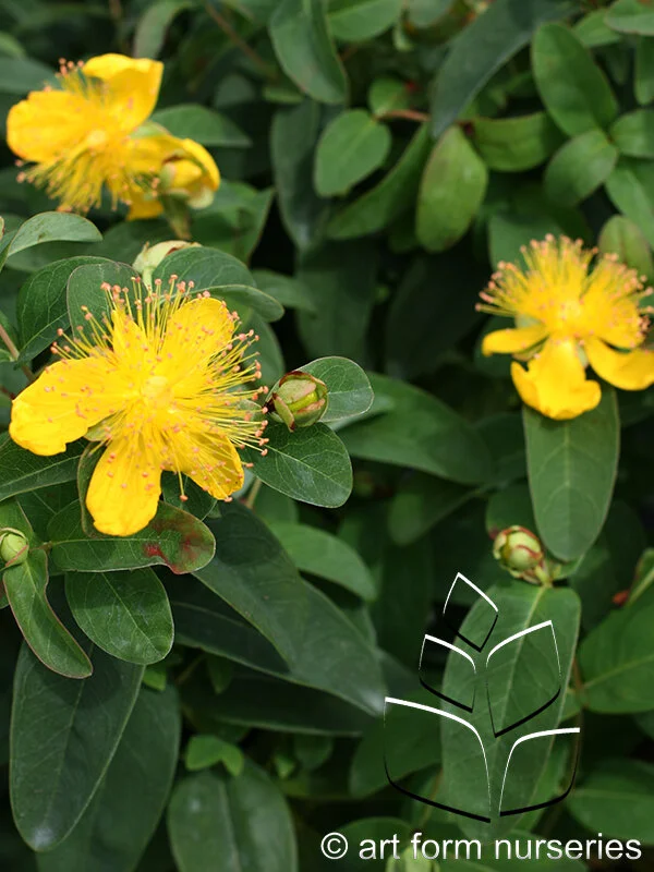 Hypericum calycinum