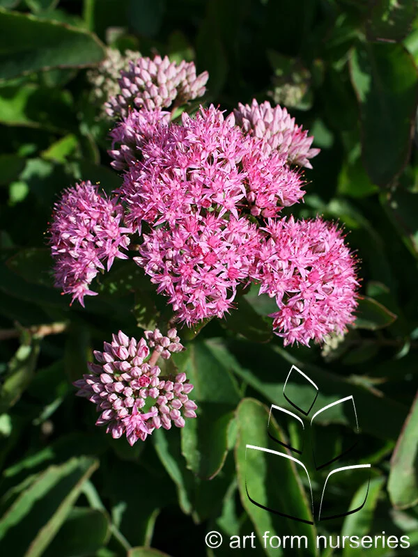 Sedum 'Carl'