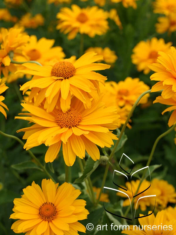 Perennials H — Art Form Nurseries