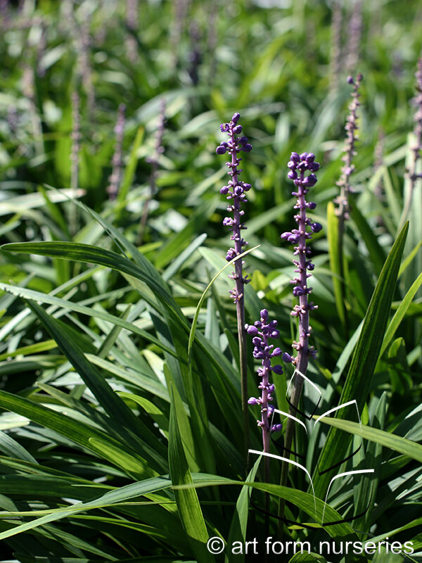 Liriope 'Purple Explosion'