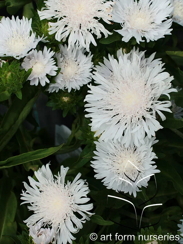 Stokesia laevis 'Divinity'