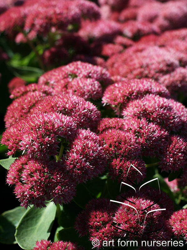 Sedum spectabile 'Autumn Joy'