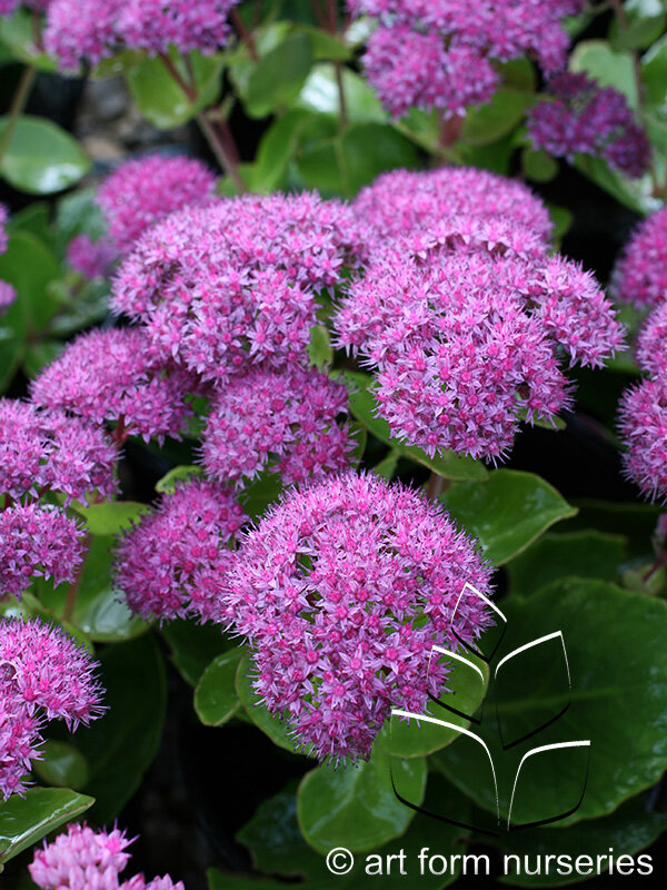 Sedum x 'Pillow Talk'