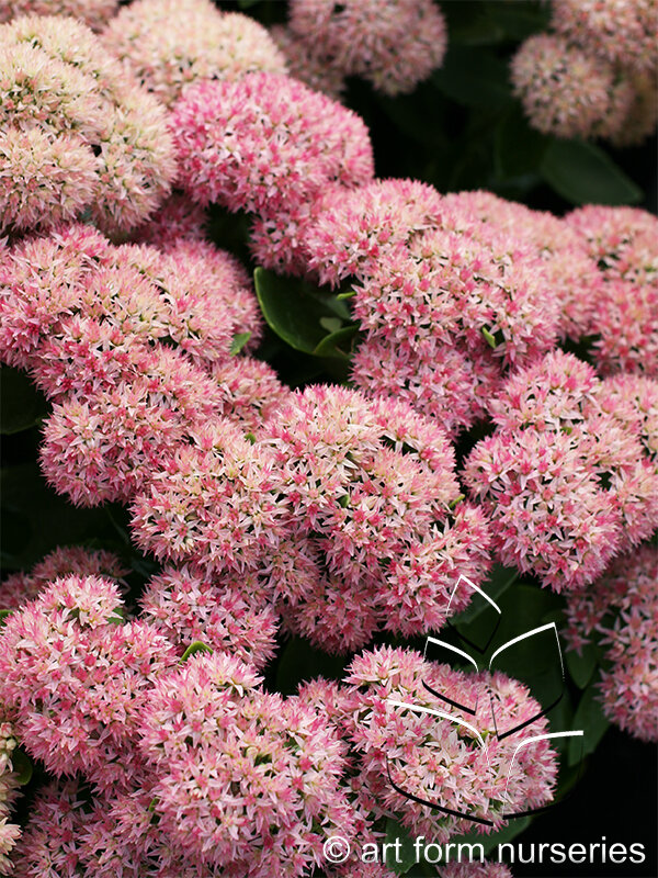 Sedum spectabile 'Autumn Fire'