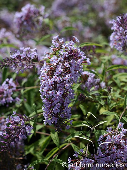 Features - Buddleia  Art Form Nurseries