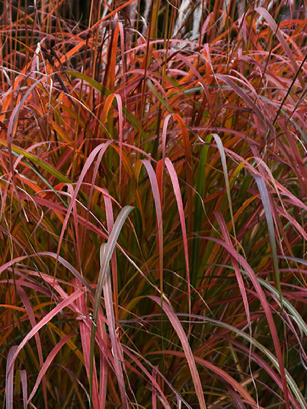 Miscanthus 'Fire Dragon'