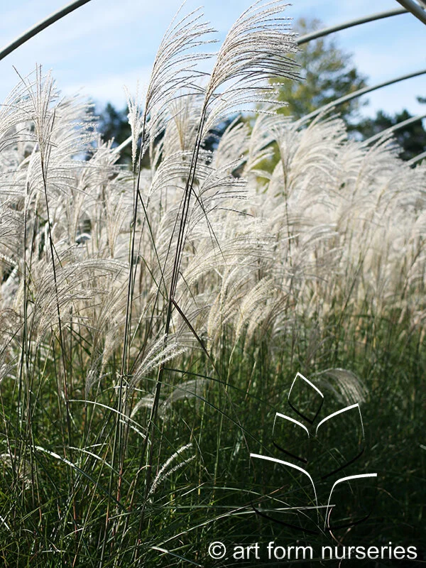 Miscanthus sinensis 'Graziella'