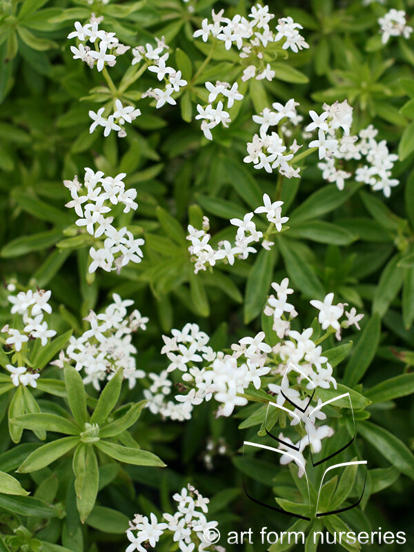 Galium odoratum
