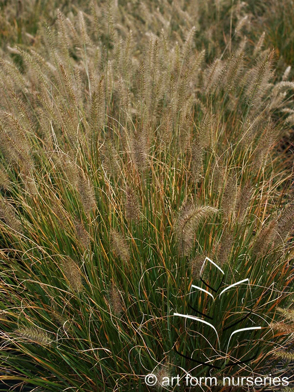 Pennisetum alopecuroides 'Hameln'