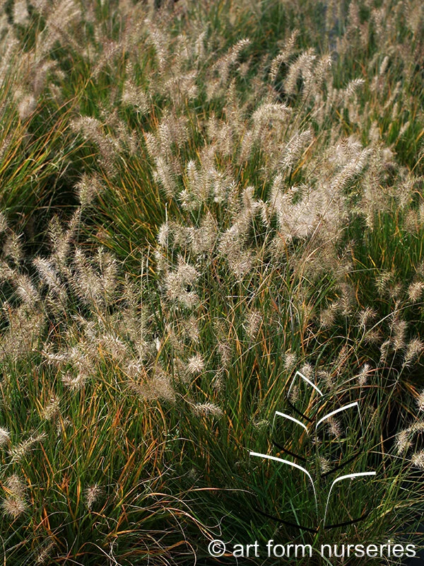 Pennisetum alopecuroides 'Little Bunny'