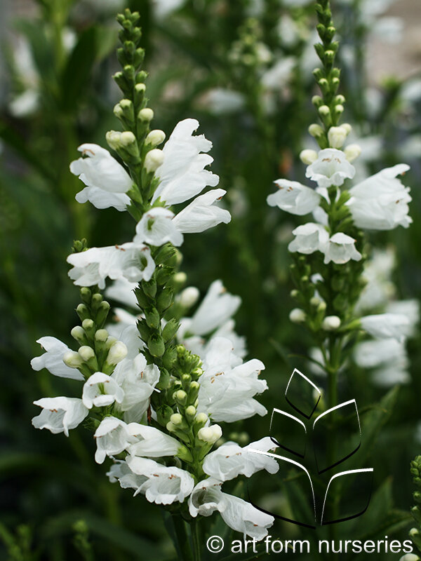 Physostegia 'Miss Manners'