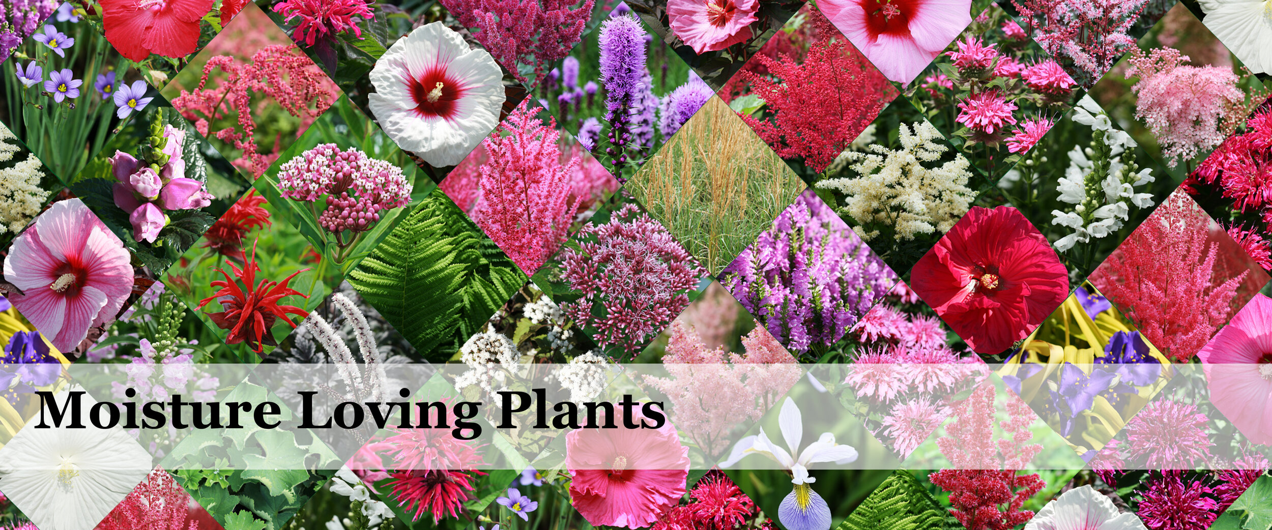 Moisture Loving Plants