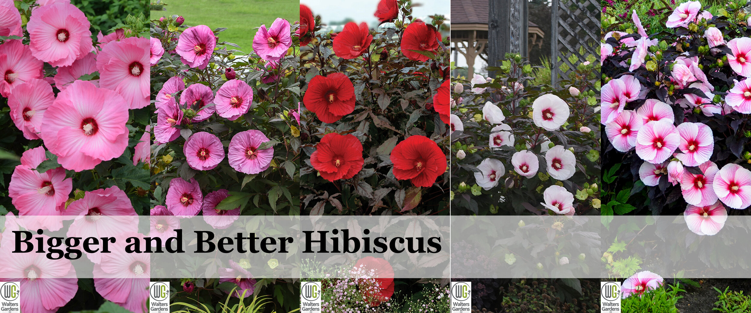 Hibiscus2.jpg