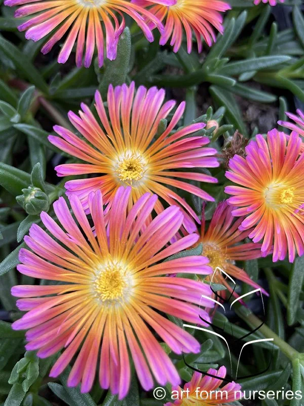 Delosperma 'Ocean Sunset Orange Glow'