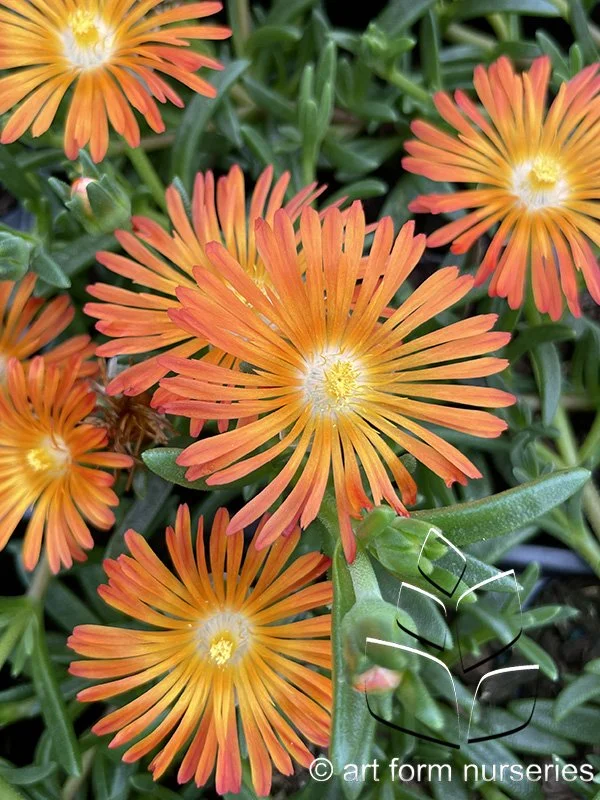 Delosperma 'Ocean Sunset Orange Vibe'