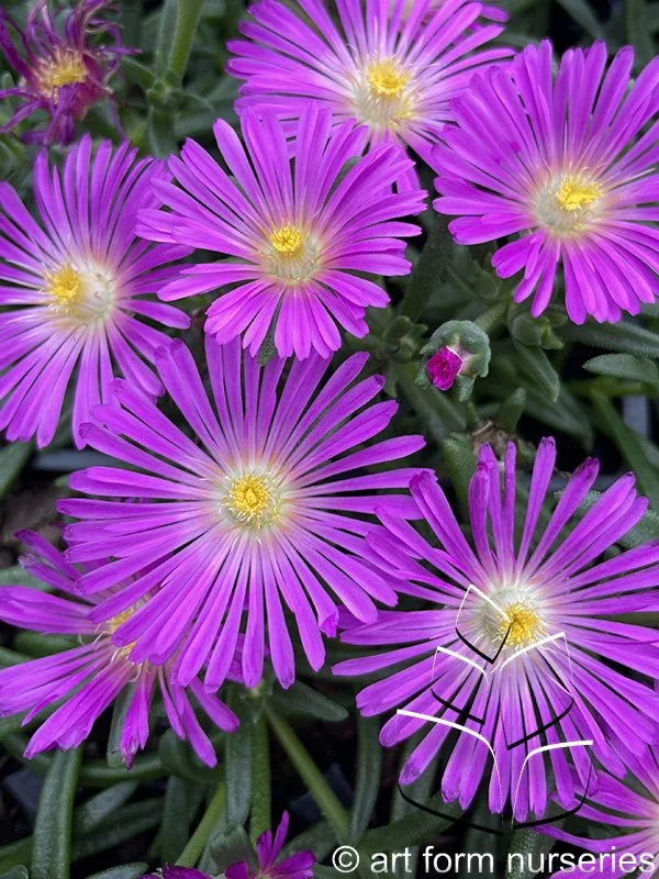 Delosperma 'Ocean Sunset Violet'