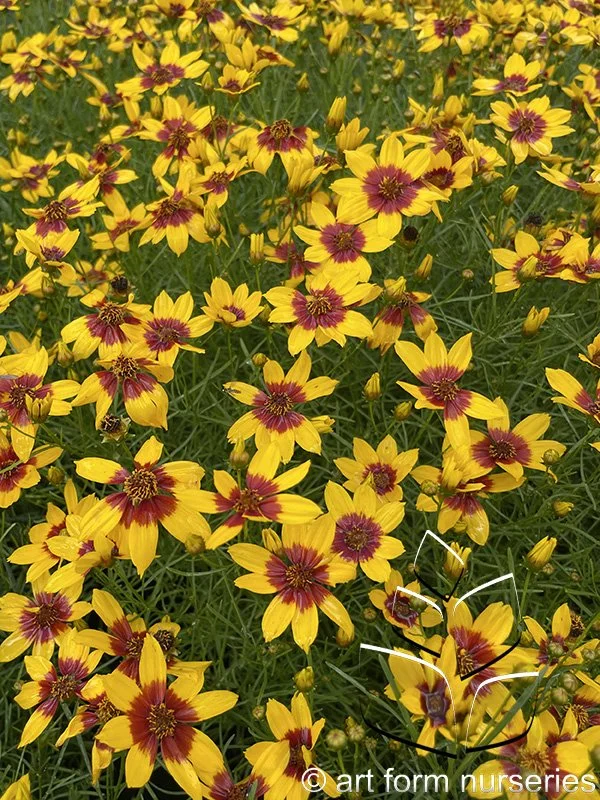 Coreopsis verticillata Sizzle &amp; Spice 'Curry Up'