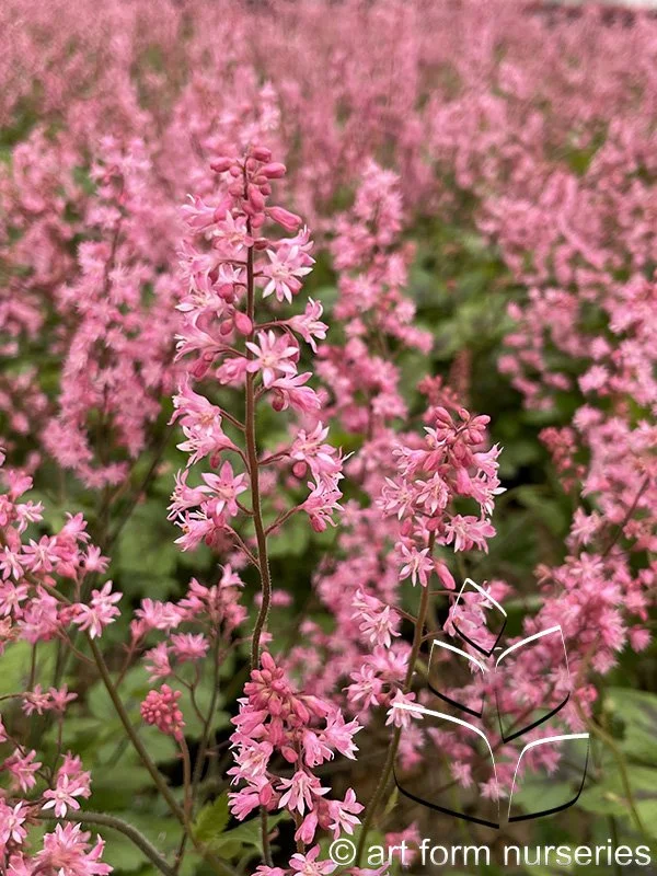 Heucherella 'Pink Revolution'