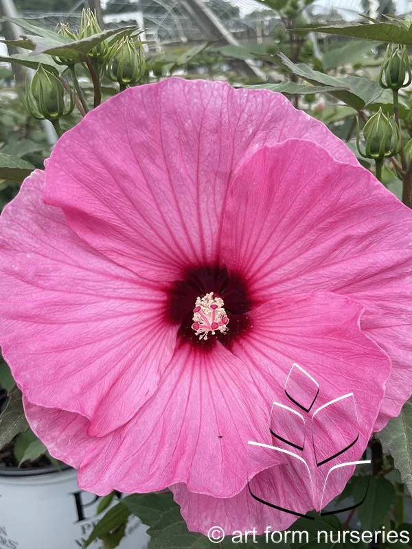 Hibiscus 'Candy Crush'