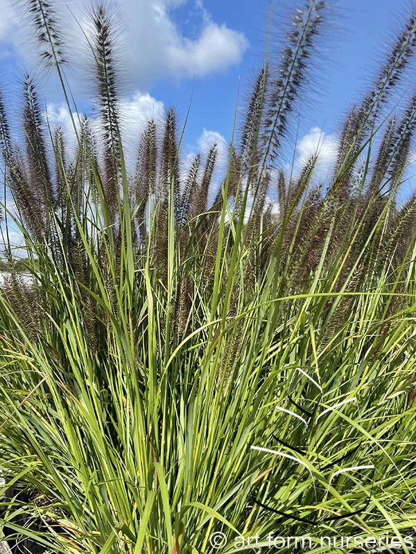 Pennisetum alopecuroides 'Red Head'