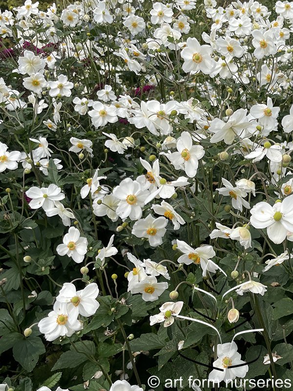 Anemone 'Honorine Jobert'