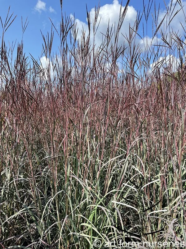 Andropogon gerardii 'Black Hawks'