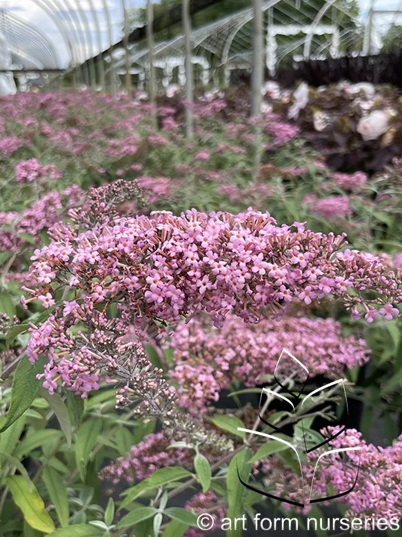 Buddleia 'Pink Cascade'