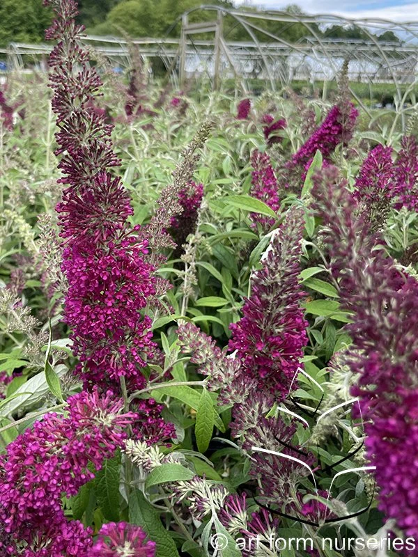 Buddleia 'Queen of Hearts'