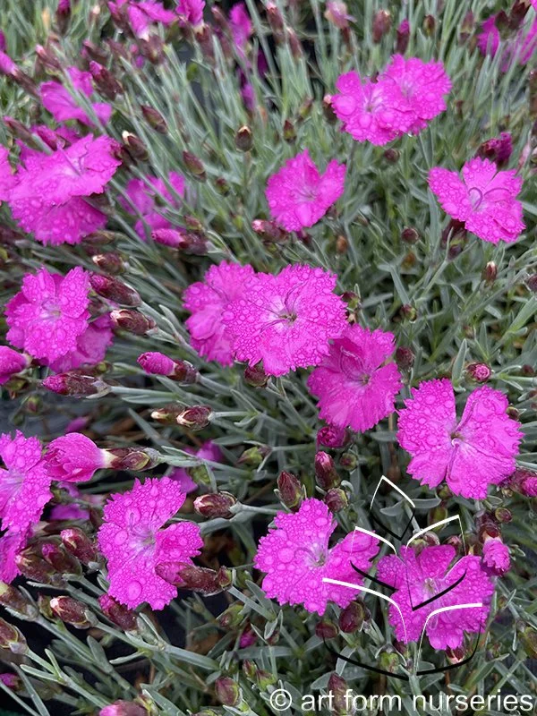 Dianthus 'Paint the Town Fuchsia'