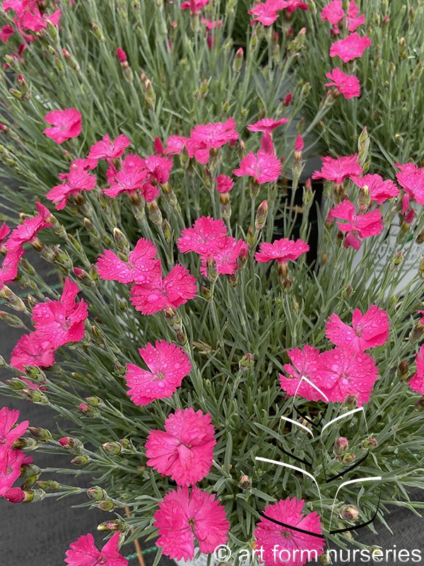 Dianthus 'Paint the Town Magenta'