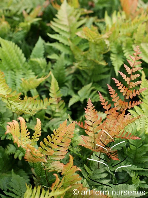 Dryopteris erythrosora 'Autumn Brilliance'