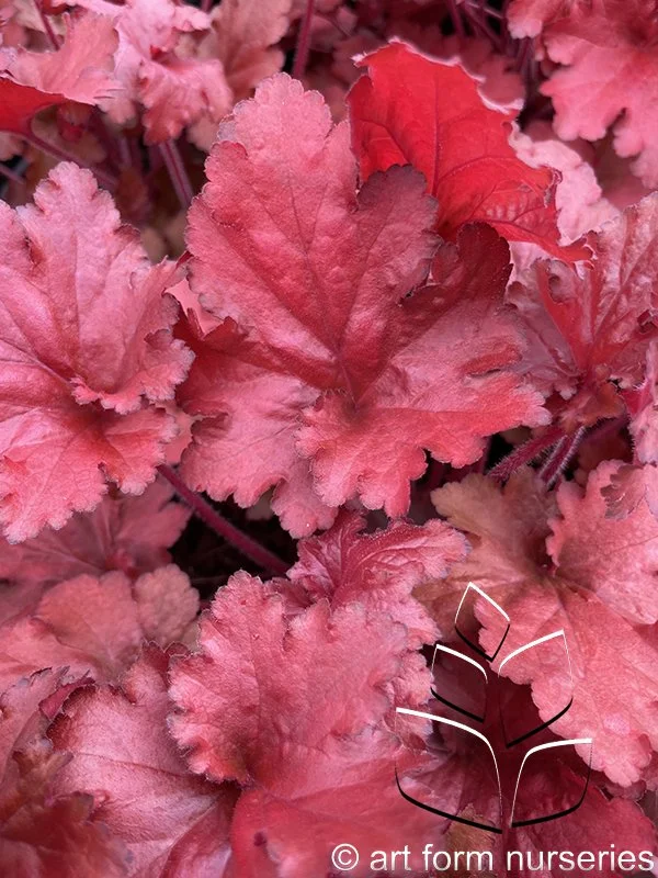 Heuchera 'Forever Red'