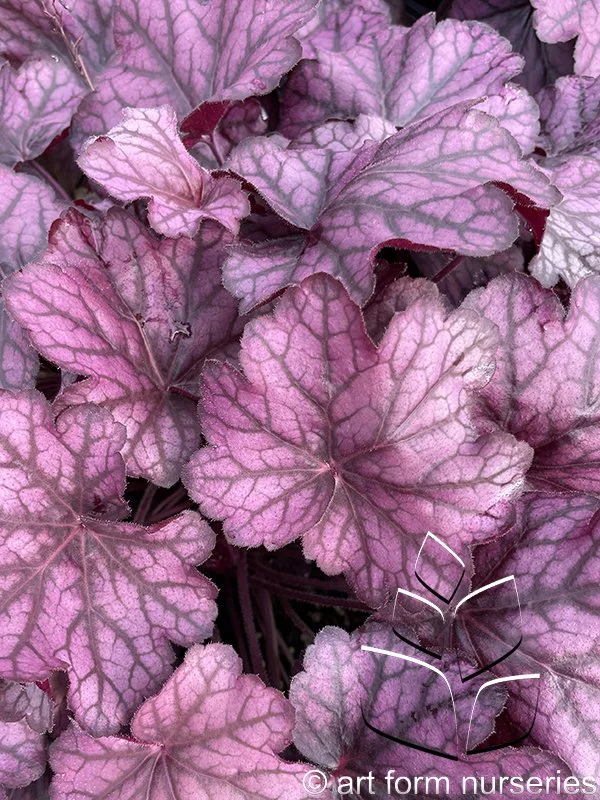 Heuchera 'Primo Wild Rose'