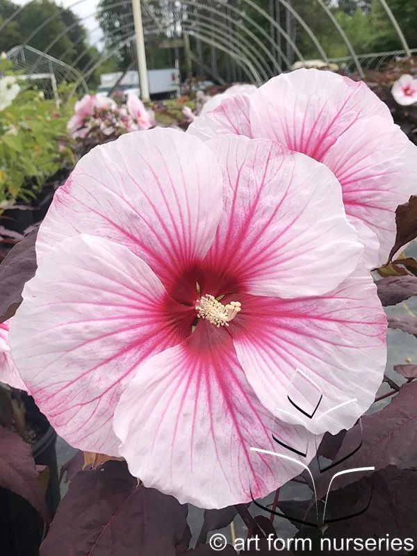 Hibiscus 'Dark Mystery'