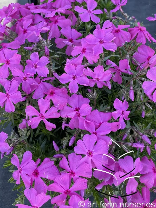 Phlox subulata 'Drummonds Pink'