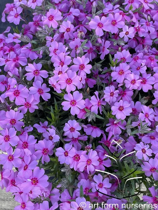 Phlox subulata 'Eye Caramba'
