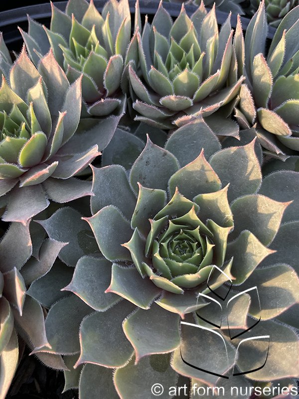 Sempervivum 'Pacific Blue Ice'