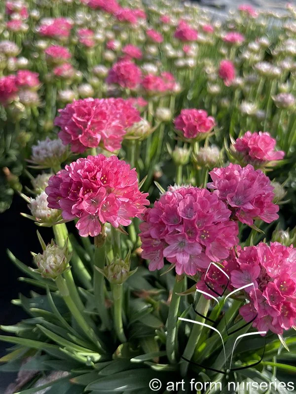 Armeria pseudarmeria Dreameria 'Dreamland'