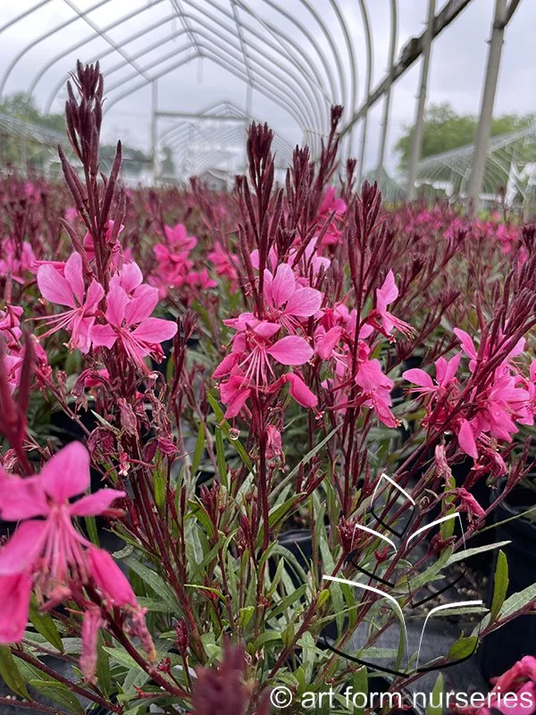 Gaura lindheimeri 'Belleza Dark PInk'