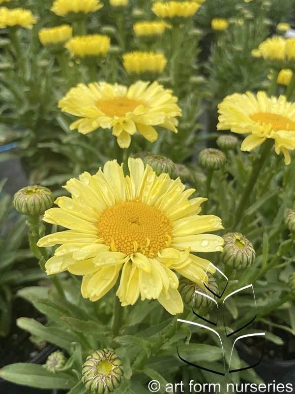 Leucanthemum x superbum 'Real Sunbeam'