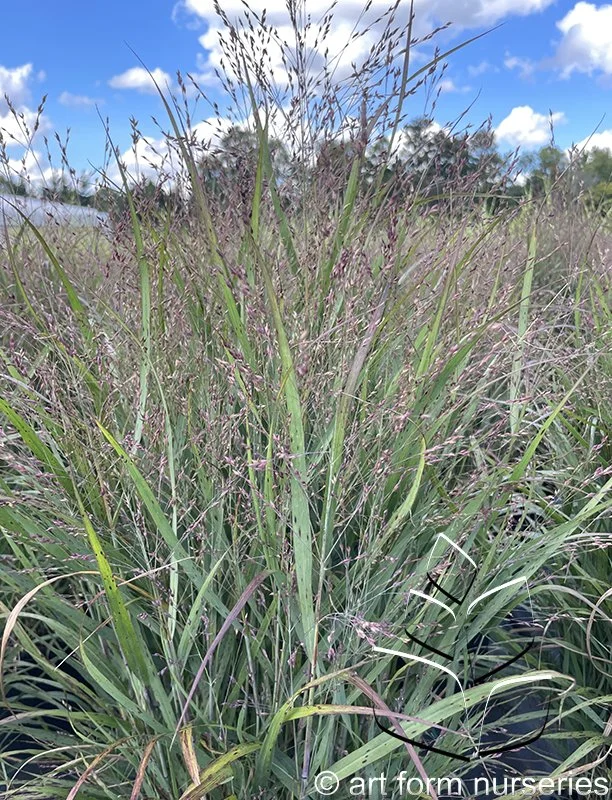 Panicum virgatum 'Purple Tears'