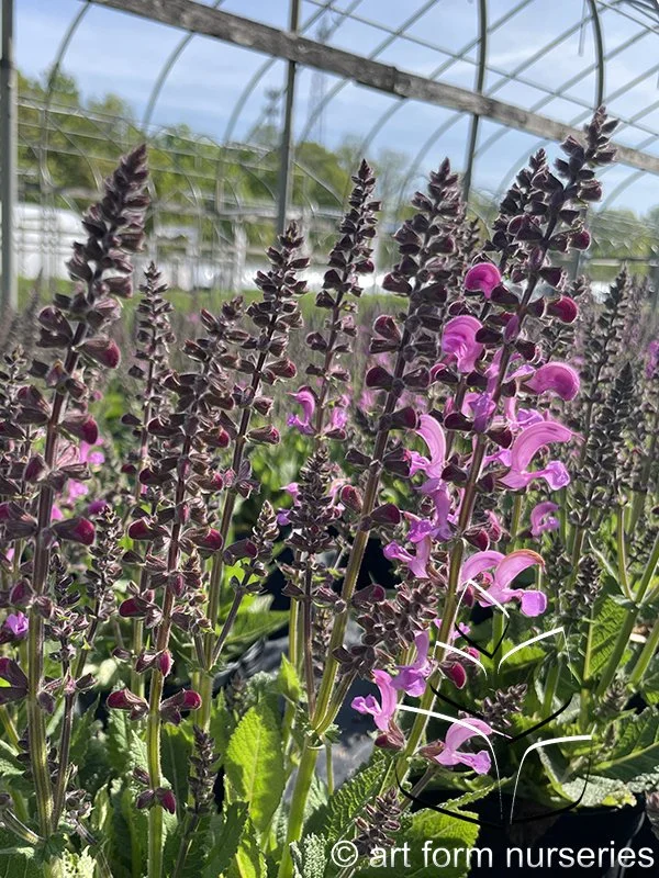 Salvia Fashionista 'Moulin Rouge'