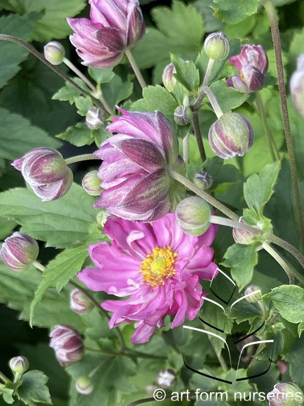 Anemone Fall in Love 'Sweetly'