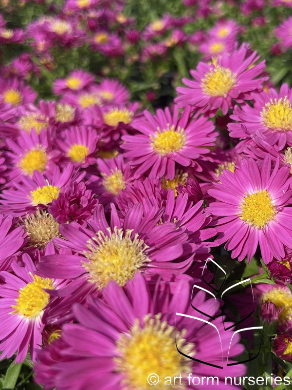 Aster 'Kickin' Carmine Red'